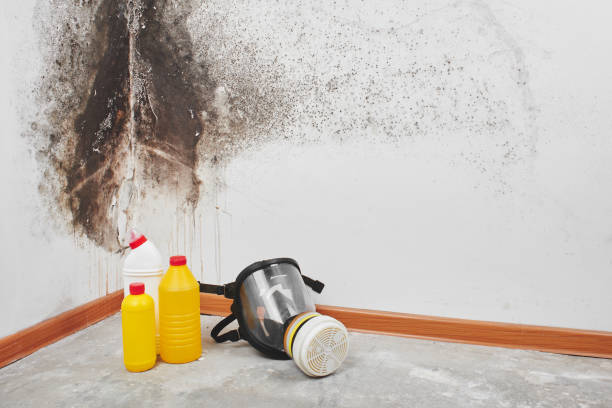 Best Mold Damage Repair  in Brownsville, FL