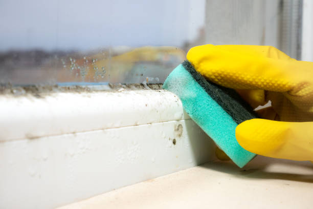 Best Toxic Mold Removal  in Brownsville, FL