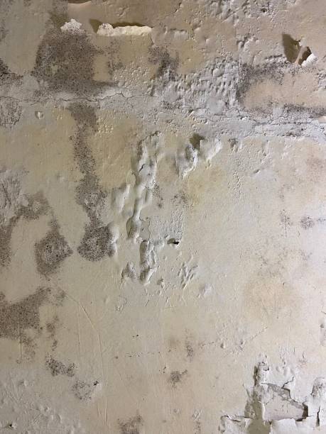 Best Mold Testing  in Brownsville, FL