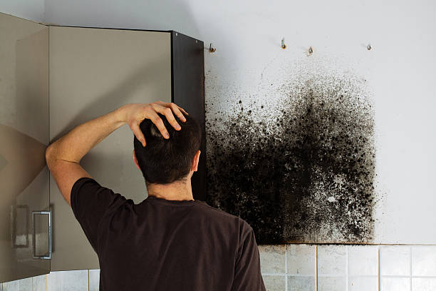 Home Mold Removal in Brownsville, FL