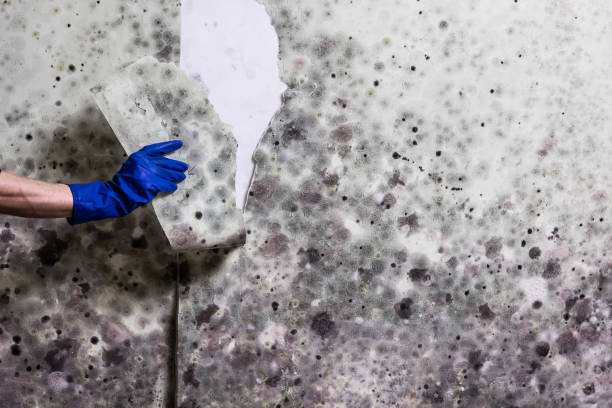 Best Commercial Mold Removal  in Brownsville, FL