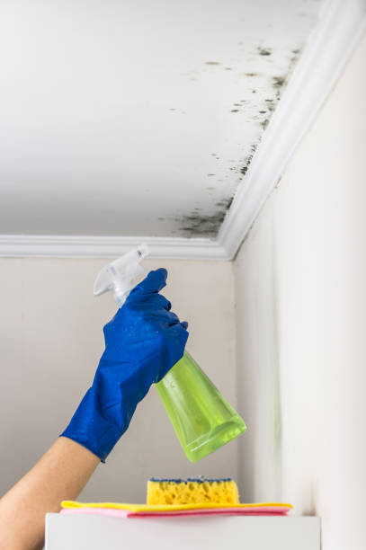 Best Local Mold Removal Service  in Brownsville, FL