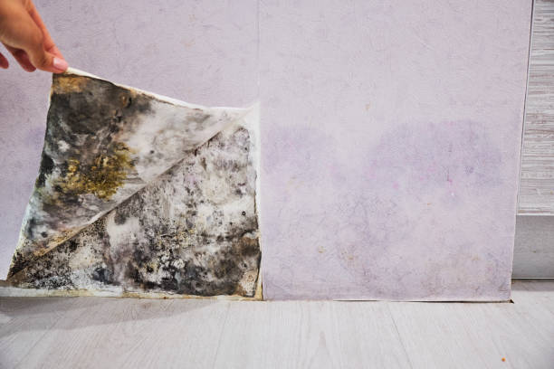 Mold Removal Process in Brownsville, FL